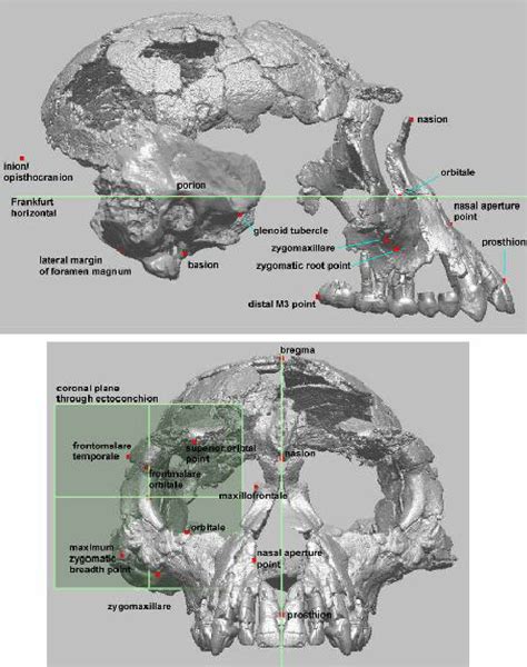 ardipithecus ramidus skull